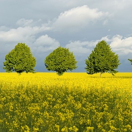 Mit dem Wind